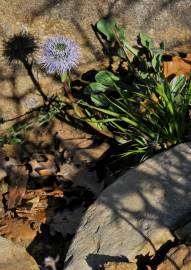 Fotografia da espécie Globularia vulgaris