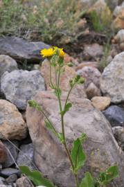 Fotografia da espécie Hieracium amplexicaule