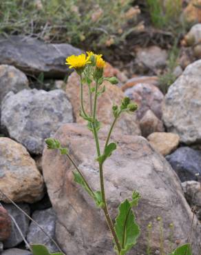 Fotografia 1 da espécie Hieracium amplexicaule no Jardim Botânico UTAD