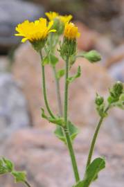 Fotografia da espécie Hieracium amplexicaule