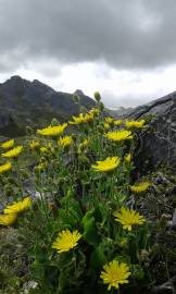 Fotografia da espécie Hieracium amplexicaule