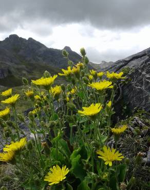 Fotografia 3 da espécie Hieracium amplexicaule no Jardim Botânico UTAD