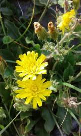 Fotografia da espécie Hieracium amplexicaule