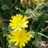 Fotografia 4 da espécie Hieracium amplexicaule do Jardim Botânico UTAD