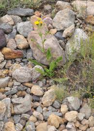 Fotografia da espécie Hieracium amplexicaule