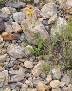 Fotografia 5 da espécie Hieracium amplexicaule no Jardim Botânico UTAD