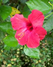 Fotografia da espécie Hibiscus rosa-sinensis