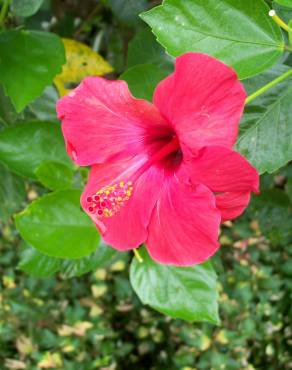 Fotografia 1 da espécie Hibiscus rosa-sinensis no Jardim Botânico UTAD