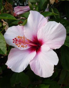 Fotografia 2 da espécie Hibiscus rosa-sinensis no Jardim Botânico UTAD