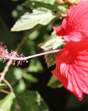 Fotografia 3 da espécie Hibiscus rosa-sinensis no Jardim Botânico UTAD