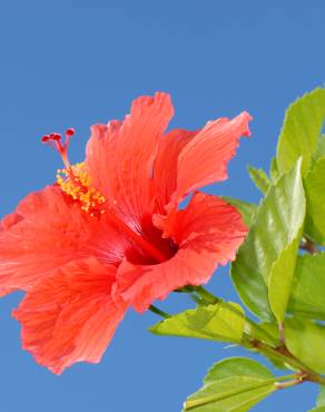 Fotografia 6 da espécie Hibiscus rosa-sinensis no Jardim Botânico UTAD