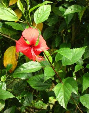 Fotografia 7 da espécie Hibiscus rosa-sinensis no Jardim Botânico UTAD