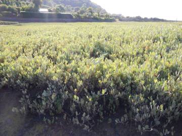 Fotografia da espécie Atriplex portulacoides