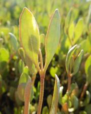 Fotografia da espécie Atriplex portulacoides