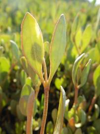 Fotografia da espécie Atriplex portulacoides