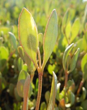 Fotografia 1 da espécie Atriplex portulacoides no Jardim Botânico UTAD