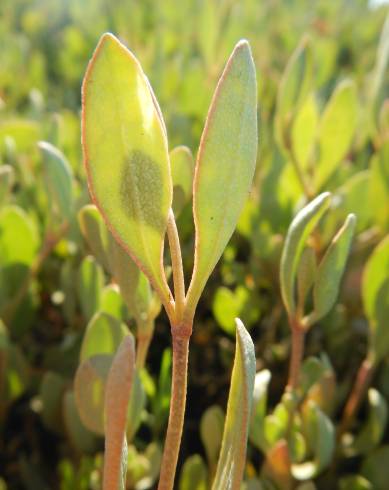 Fotografia de capa Atriplex portulacoides - do Jardim Botânico