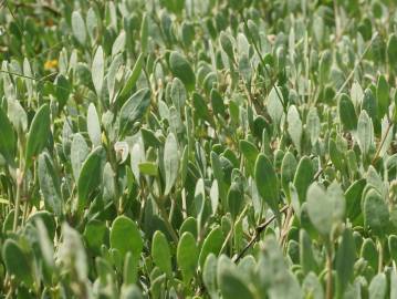 Fotografia da espécie Atriplex portulacoides