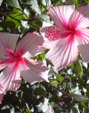 Fotografia 8 da espécie Hibiscus rosa-sinensis no Jardim Botânico UTAD