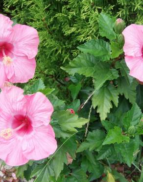 Fotografia 10 da espécie Hibiscus rosa-sinensis no Jardim Botânico UTAD