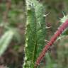 Fotografia 8 da espécie Helminthotheca echioides do Jardim Botânico UTAD