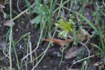 Fotografia da espécie Iris tuberosa