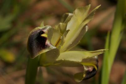 Fotografia da espécie Iris tuberosa
