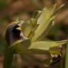 Fotografia 3 da espécie Iris tuberosa do Jardim Botânico UTAD