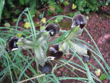 Fotografia da espécie Iris tuberosa