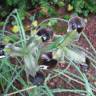Fotografia 4 da espécie Iris tuberosa do Jardim Botânico UTAD