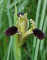 Iris tuberosa