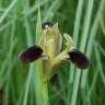 Fotografia 1 da espécie Iris tuberosa do Jardim Botânico UTAD
