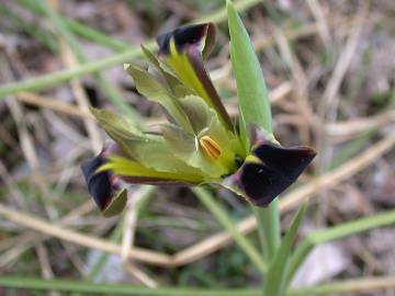 Fotografia da espécie Iris tuberosa
