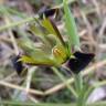 Fotografia 5 da espécie Iris tuberosa do Jardim Botânico UTAD