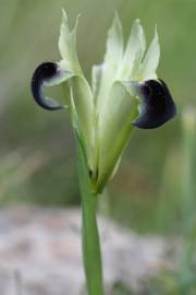 Fotografia da espécie Iris tuberosa