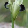 Fotografia 6 da espécie Iris tuberosa do Jardim Botânico UTAD