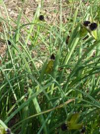 Fotografia da espécie Iris tuberosa