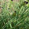 Fotografia 7 da espécie Iris tuberosa do Jardim Botânico UTAD