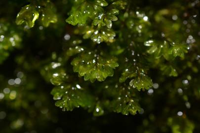 Fotografia da espécie Hymenophyllum tunbrigense