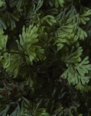 Fotografia 3 da espécie Hymenophyllum tunbrigense no Jardim Botânico UTAD