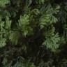 Fotografia 3 da espécie Hymenophyllum tunbrigense do Jardim Botânico UTAD