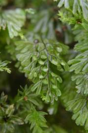 Fotografia da espécie Hymenophyllum tunbrigense