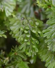 Fotografia da espécie Hymenophyllum tunbrigense