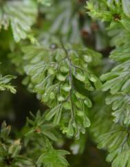 Hymenophyllum tunbrigense