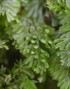 Fotografia 1 da espécie Hymenophyllum tunbrigense no Jardim Botânico UTAD