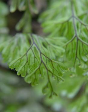 Fotografia 4 da espécie Hymenophyllum tunbrigense no Jardim Botânico UTAD