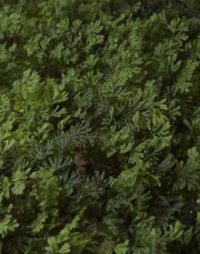 Fotografia 5 da espécie Hymenophyllum tunbrigense no Jardim Botânico UTAD