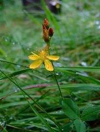 Fotografia da espécie Hypericum pulchrum