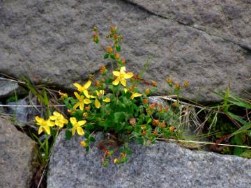 Fotografia da espécie Hypericum pulchrum