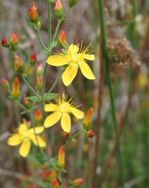 Fotografia 5 da espécie Hypericum pulchrum no Jardim Botânico UTAD